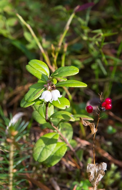 Verbazingwekkende kleine klokvormige bosbessenbloemen. Bloeiende veenbessen op een tak in het bos