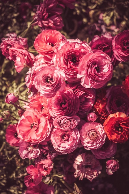 Verbazingwekkende kleurrijke Lentebloemen in de natuur