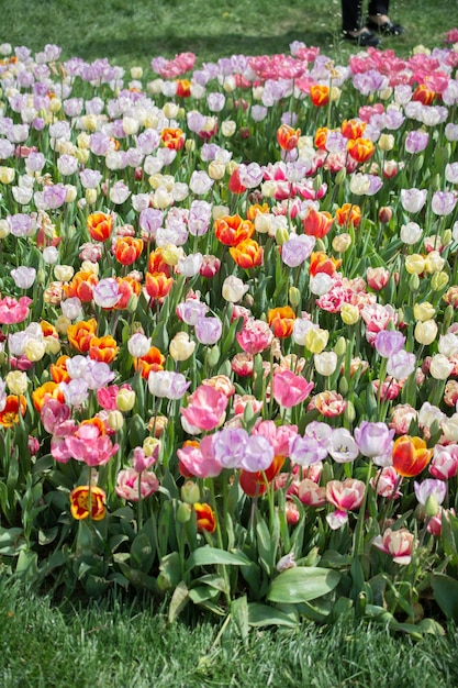 Verbazingwekkende kleurrijke Lentebloemen in de natuur