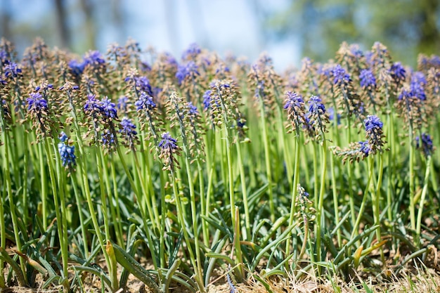 Verbazingwekkende kleurrijke Lentebloemen in de natuur