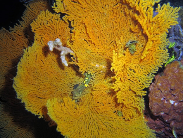 Verbazingwekkende koralen van Lembeh Strait, Indonesië.