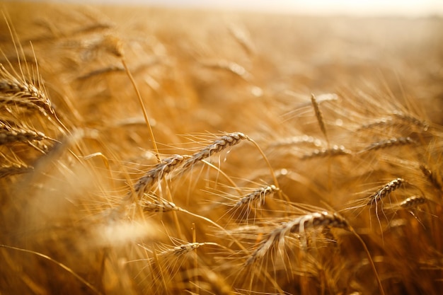 Verbazingwekkende landbouw zonsondergang landschap Groei natuur oogst Tarweveld natuurlijk product