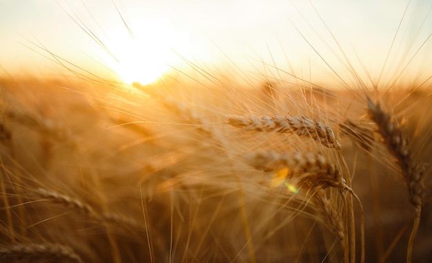 Verbazingwekkende landbouw zonsondergang landschap Groei natuur oogst Tarweveld natuurlijk product