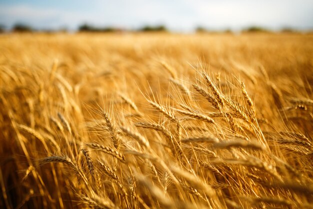 Verbazingwekkende landbouw zonsondergang landschap Groei natuur oogst Tarweveld natuurlijk product