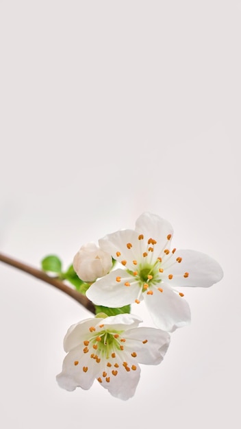 Verbazingwekkende lente bloesem Boomtakken met prachtige bloemen op witte achtergrond