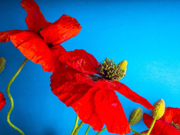 Verbazingwekkende lente rode papaver op blauwe achtergrond selectieve focus