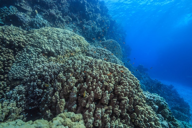 Verbazingwekkende onderwaterwereld van de Rode Zee