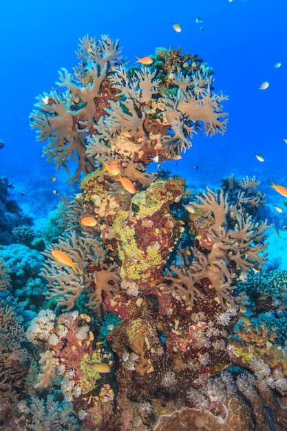 Verbazingwekkende onderwaterwereld van de Rode Zee