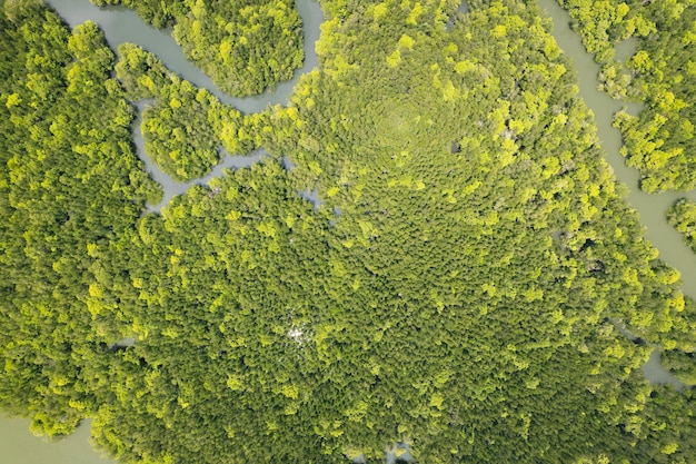 Verbazingwekkende overvloedige mangrovebossen luchtfoto van bosbomen regenwoudecosysteem en gezonde omgeving achtergrond textuur van groene bomen bos van boven naar beneden hoge hoekmening