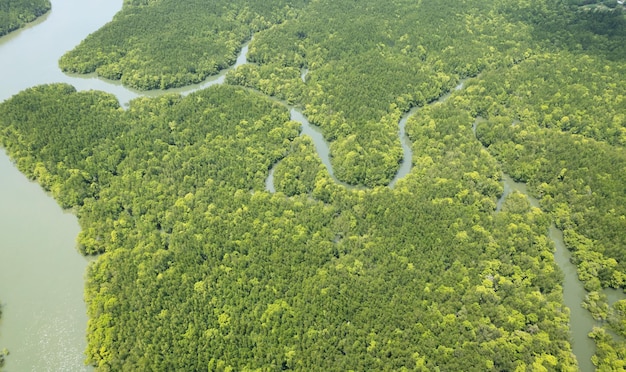 Verbazingwekkende overvloedige mangrovebossen Luchtfoto van bosbomen Regenwoudecosysteem en gezonde omgeving achtergrond Textuur van groene bomen bos van boven naar beneden Hoge hoekmening