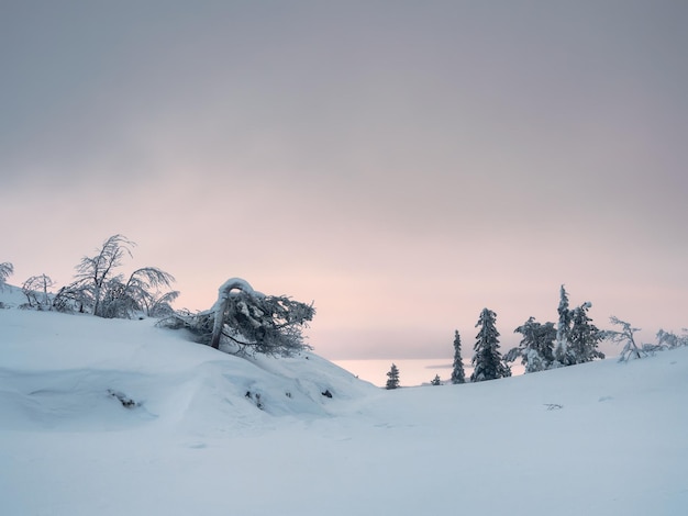 Verbazingwekkende roze dageraad Bevroren bergspar op een winter besneeuwde helling Halfduister minimalistisch uiterlijk Arctische harde natuur Mystiek sprookje van het wintervorstbos