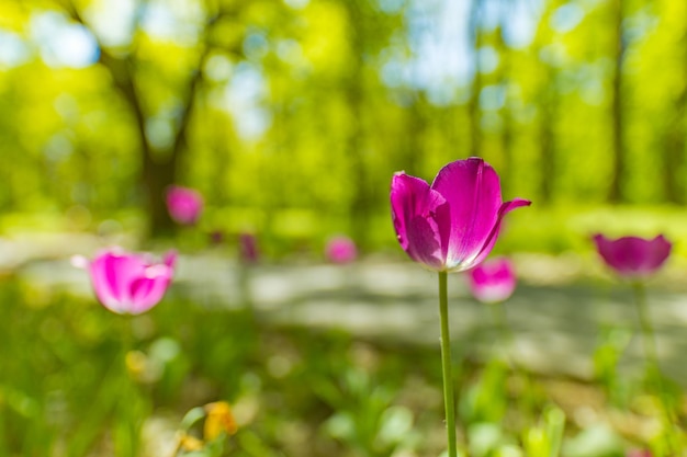 Verbazingwekkende roze tulpenbloemen die bloeien in het wazige natuurlandschap van het bosveld Zonnig kleurrijk park