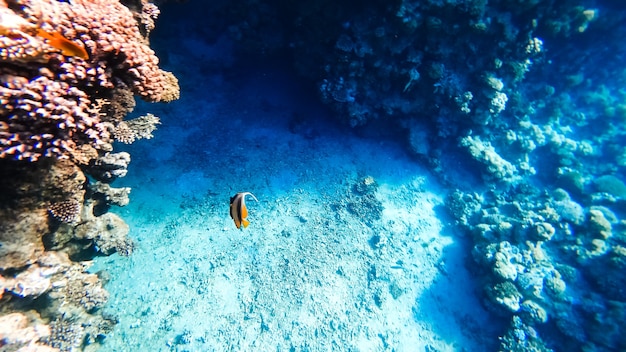 Verbazingwekkende schoonheid - de bodem van de rode zee, waarop de koralen zich bevinden.