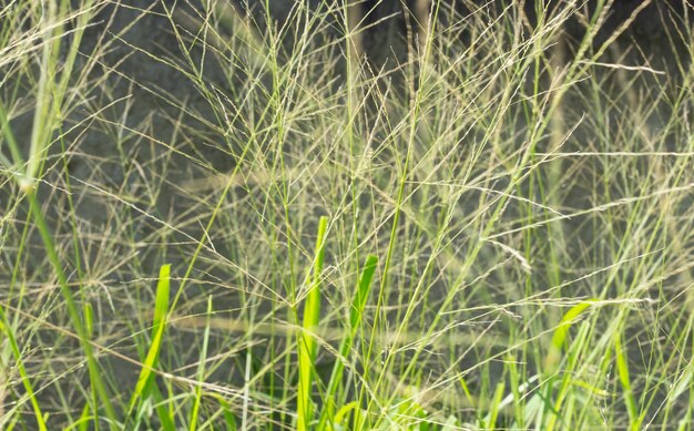 Verbazingwekkende textuurweergave van groen gras