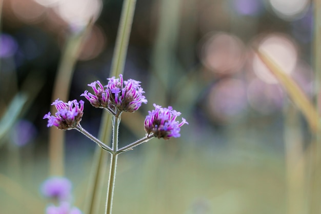 Verbena bloeit in de winter.