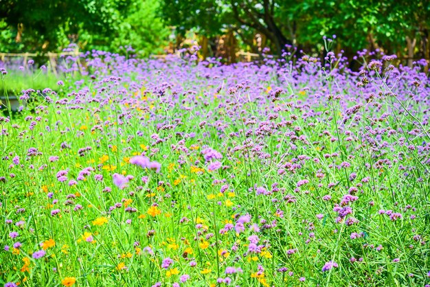 Verbena bonariensis 보라색 공원에서