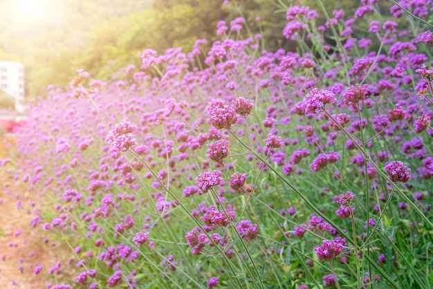 Verbena bonariensis violetta in de tuin Veld met violette bloemen van Verbena bonariensis backgoundxA