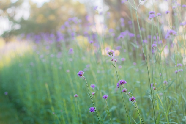 プランテーションのバーベナの花。