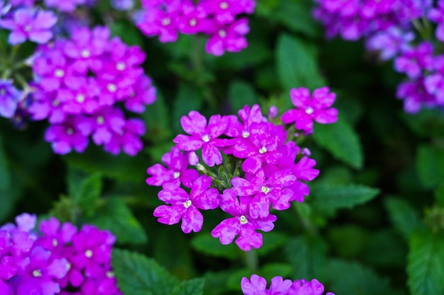 Verbena hybrida in de tuin