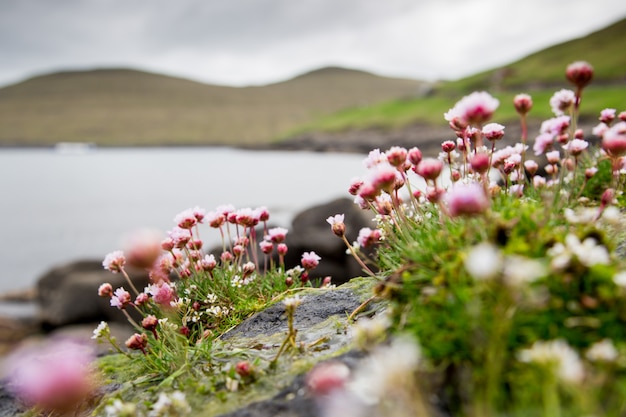 Verbena. mooie bloem, zee en bergen. Faeröer, Denemarken