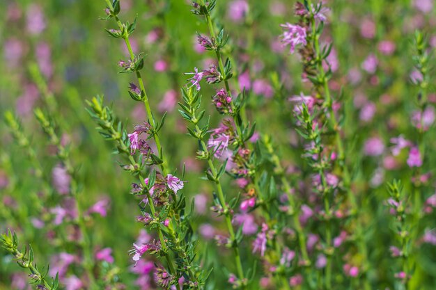 Verbena sage is perennial plant. Purple flower blooming in meadow on green grass background.