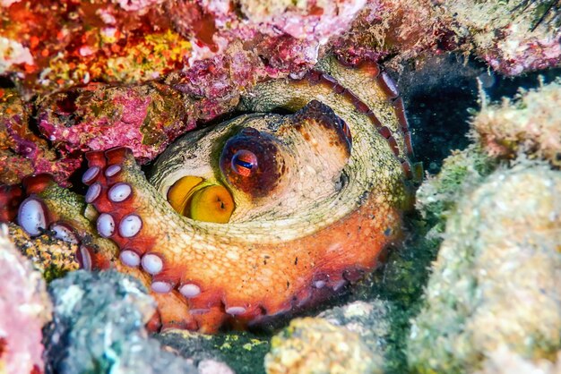 Verbergende octopus op rif onderwater marien leven