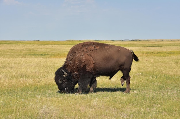 Verbluffende bizonsmijtvliegen vliegen weg terwijl hij graast op de vlaktes in South Dakota.