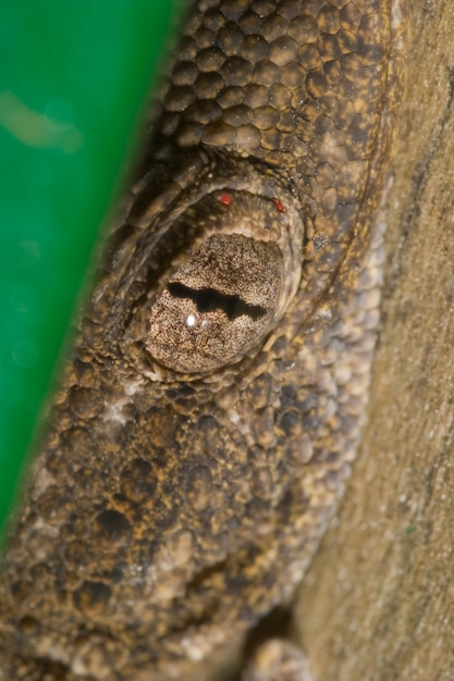 verborgen hagedis (Tarentola mauritanica)