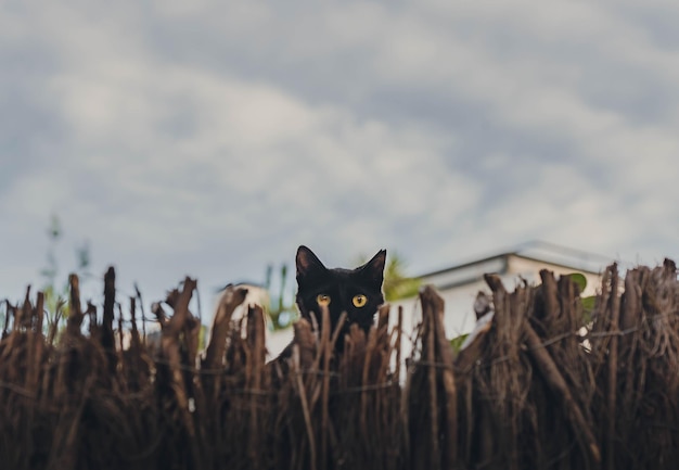 Verborgen kleine kat in de tuin van het huis