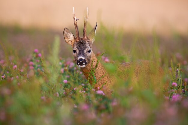 Verborgen reeën, capreolus capreolus, bok die van bloeiend klaverveld in de zomeraard kijkt.