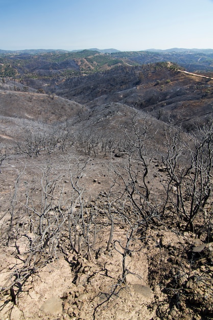 Verbrand bos