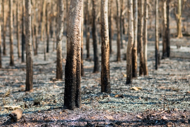 Verbrand bos