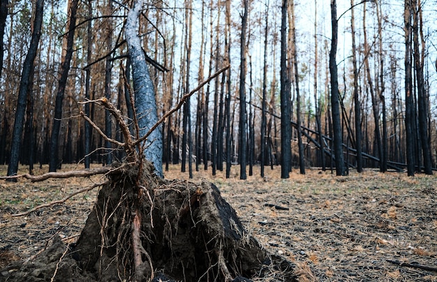 Foto verbrand dennenbos, omgevallen boom na de brand.