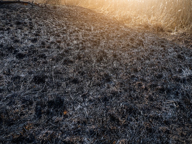 Verbrand gras. Een veld met verbrand gras. Opzettelijke brandstichting. De vernietiging van insecten. Ecologische ramp.