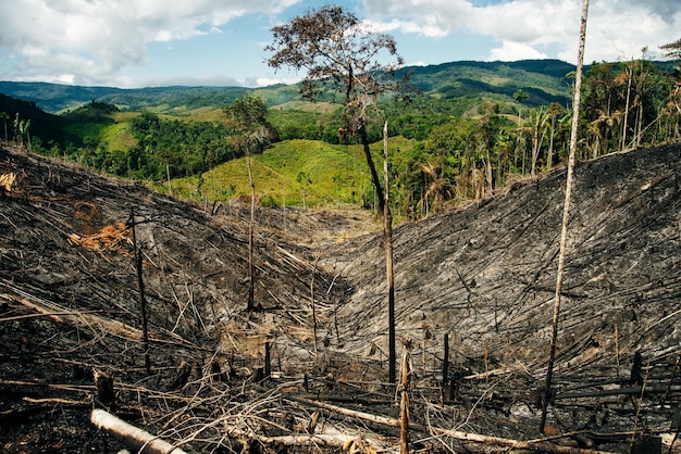 Verbrand regenwoud in Colombia Omgevallen bomen