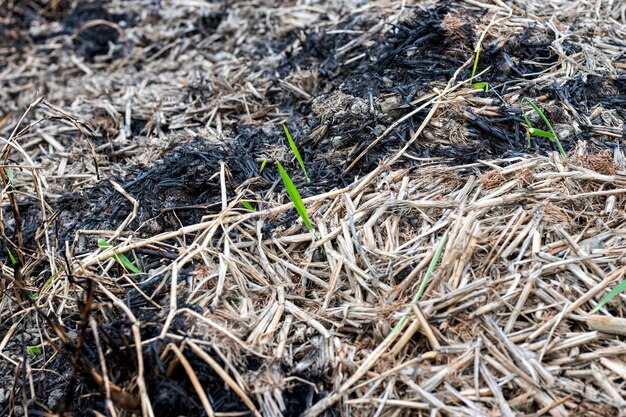 Verbrand stro en as op landbouwgrond voor organische mest close-up shot