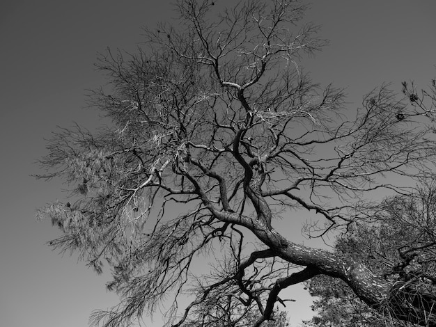 Verbrande bomen en dramatisch landschap