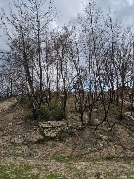 Verbrande bomen en hemelachtergrond