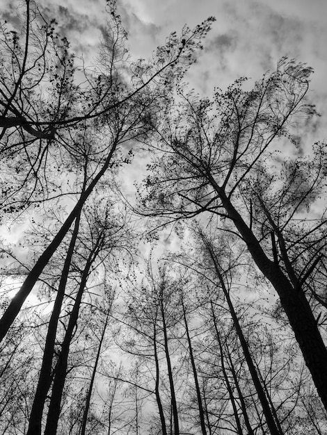 Verbrande bomen in het bos