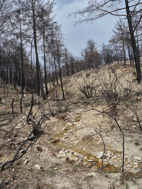 Verbrande bomen in het bos