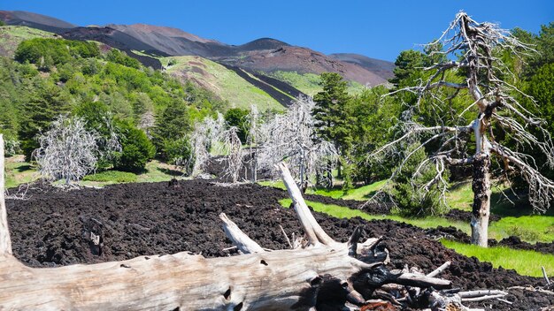 Verbrande boom in verharde lavastroom op de helling van de Etna