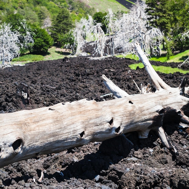 Verbrande boom in versteende lavastroom op de helling van de Etna