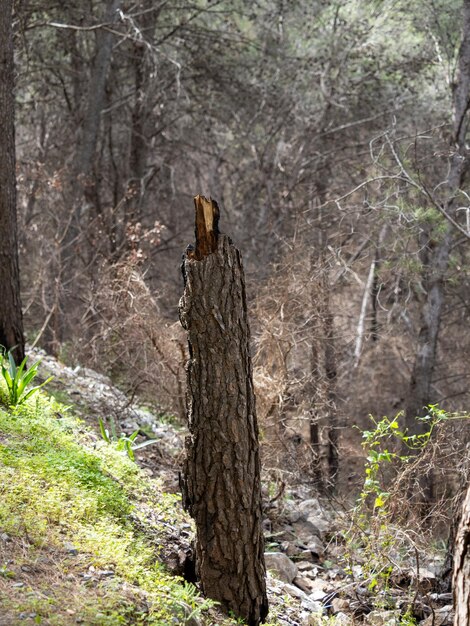 Verbrande houtstructuur een stuk pijnboom dat na een gevaarlijke bosbrand in zwarte steenkool veranderde