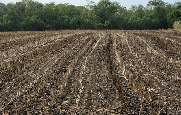 Verbrande suikerriet veld na de oogst