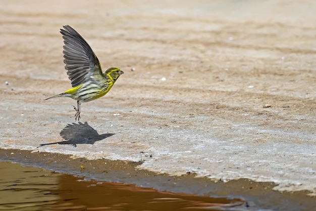 Vercillo of serinus serinus weerspiegeld in de gouden lente