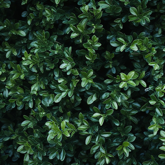 Photo verdant barrier of foliage tightly intertwined