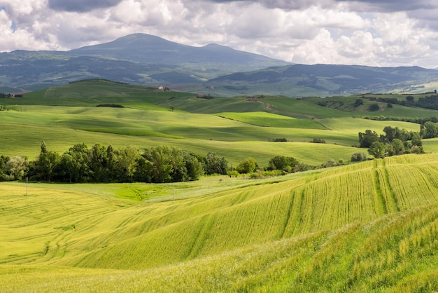 Val d' Orcia Tuscany의 녹음이 우거진 농지