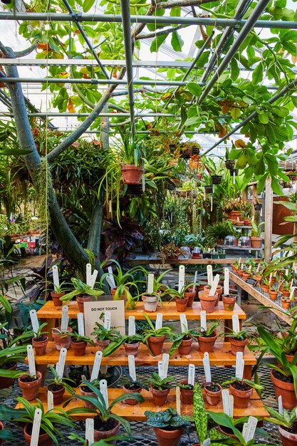 Photo verdant greenhouse oasis with do not touch plants muncie conservatory