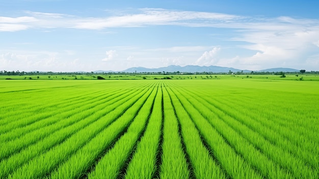 Verdant paddies stretch to the Thai horizon AI Generated