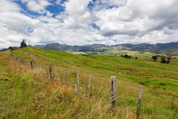 Foto verdeggiante campagna ondulata dell'isola del nord in nuova zelanda